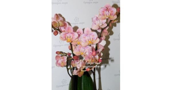 Ковбой шерифтің қызы порносы Әдемі жалаңаш әйел модельдердің фотосуреттері